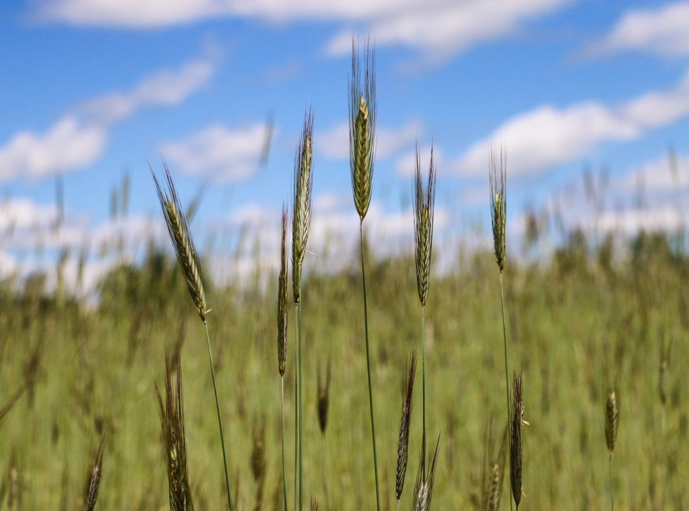 wheat grass growing against a blue sky